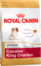 cavalier-king-charles-junior_productImage